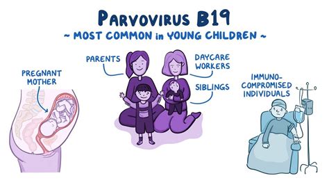 parvovirus b19 infection in pregnancy